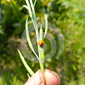 The Asian Lady Beetle. Lady bug sitting on green leave. Close Up Of Asian lady bug. Ladybugs. Seven-spot .  ladybug.