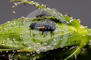 Asian Lady Beetle Larvae