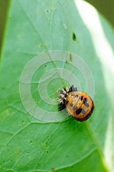 Asian lady beetle in pupal stage