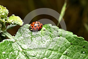 An Asian ladybug attacks a family of aphids.