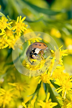 Asian Ladybug Beetle (Harmonia axyridis) photo