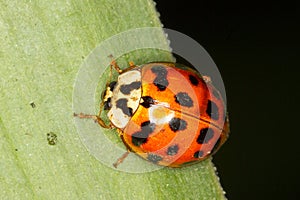 Asian ladybug ( Harmonia axyridis) photo