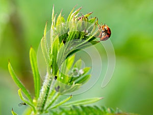 Asian ladybug on a plant