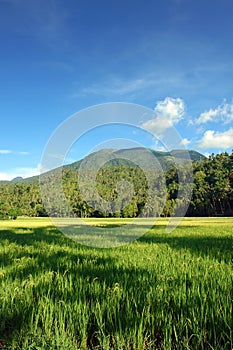 Asian landscape with mountains and rice field.