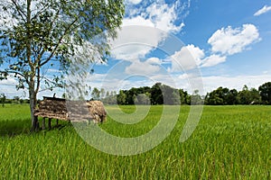 Asian landscape with ricefield