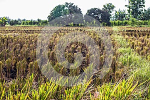 Asian landscape with ricefield