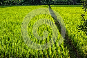 Asian landscape with ricefield