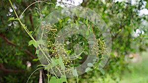 Asian Lawsonia inermis Heena tree with green buds and flowers. Mehandi leaves Used as herbal hair dye.