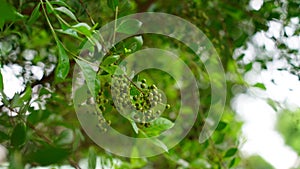 Asian Lawsonia inermis Heena tree with green buds and flowers. Mehandi leaves Used as herbal hair dye.