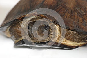 Asian leaf turtle