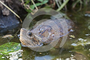 Asiático una carta tortuga 