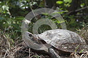 Asian leafe turtle Cyclemys dentata