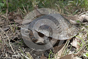 Asian leafe turtle Cyclemys dentata