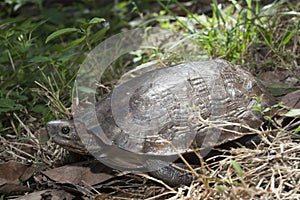 Asian leafe turtle Cyclemys dentata