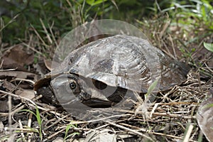 Asian leafe turtle Cyclemys dentata