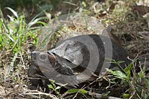 Asian leafe turtle Cyclemys dentata