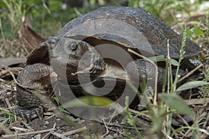Asian leafe turtle Cyclemys dentata