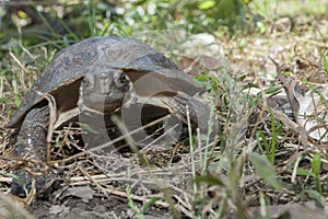 Asian leafe turtle Cyclemys dentata