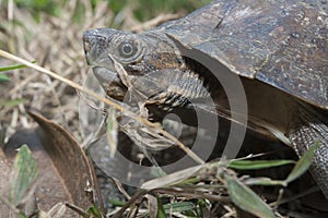 Asian leafe turtle Cyclemys dentata