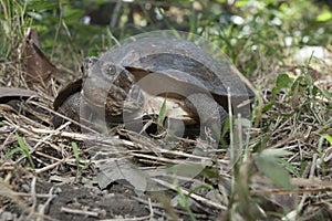 Asian leafe turtle Cyclemys dentata