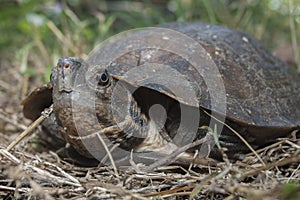 Asian leafe turtle Cyclemys dentata