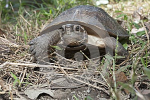 Asian leafe turtle Cyclemys dentata