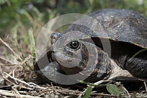 Asian leafe turtle Cyclemys dentata