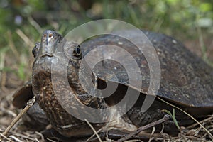 Asian leafe turtle Cyclemys dentata