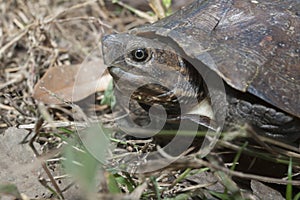 Asian leafe turtle Cyclemys dentata