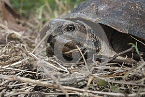 Asian leafe turtle Cyclemys dentata