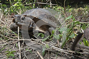 Asian leafe turtle Cyclemys dentata