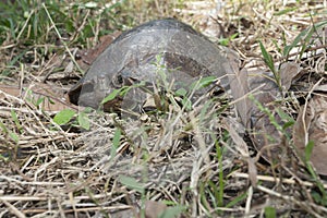 Asian leafe turtle Cyclemys dentata