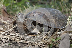 Asian leafe turtle Cyclemys dentata