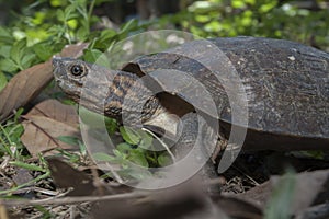 Asian leafe turtle Cyclemys dentata