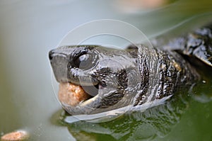 Asian leafe turtle