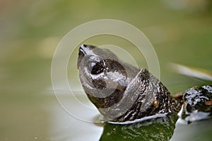 Asian leafe turtle