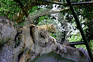 Asian Leapord in zoological park, India