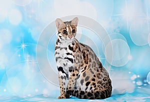 Asian leopard cat in the blue background