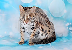 Asian leopard cat in the blue background