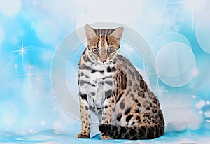 Asian leopard cat in the blue background