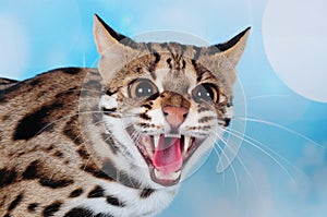 Asian leopard cat in the blue background