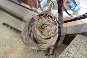 Asian Leopard Cat with licking hair Felis silvestris catus White background