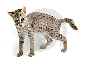 The asian leopard cat or Sunda leopard cat Prionailurus bengalensis javanensis