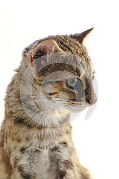 The asian leopard cat or Sunda leopard cat Prionailurus bengalensis javanensis