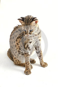 The asian leopard cat or Sunda leopard cat Prionailurus bengalensis javanensis