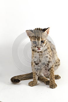 The asian leopard cat or Sunda leopard cat Prionailurus bengalensis Prionailurus javanensis