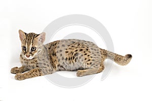 The asian leopard cat or Sunda leopard cat Prionailurus bengalensis Prionailurus javanensis