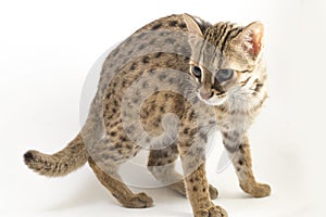 The asian leopard cat or Sunda leopard cat Prionailurus bengalensis Prionailurus javanensis