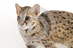 The asian leopard cat or Sunda leopard cat Prionailurus bengalensis Prionailurus javanensis