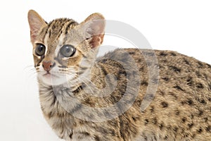 The asian leopard cat or Sunda leopard cat Prionailurus bengalensis Prionailurus javanensis